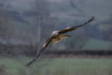 A Red Kite is captured in flight towards the camera. It is flying low with its wings spread out. A magnificant sight