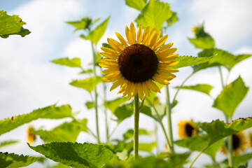 sunflower in the field and blue sky