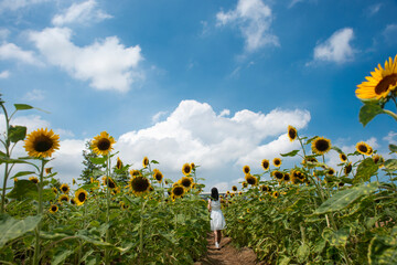 sunflower in the field and blue sky