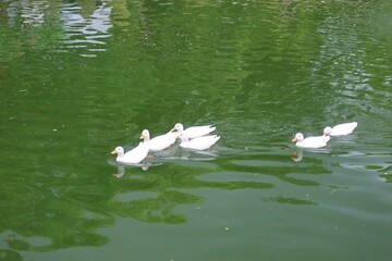 swans on the lake