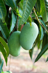 Fresh Green raw mango on a mango tree