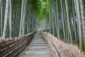 Fototapeta premium Landscape View Of Beautiful Bamboo Forest And Trails In Spring, Adashino Nembutsuji Temple, Sagano, Arashiyama, Kyoto, Japan