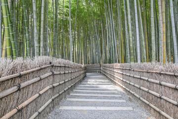 Landscape View Of Beautiful Bamboo Forest And Trails In Spring, Adashino Nembutsuji Temple, Sagano, Arashiyama, Kyoto, Japan
