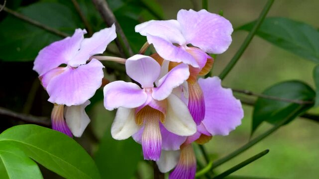 Bhatou Phool or wild orchid found in the state of Assam blooming and dancing in the wind during spring season 5