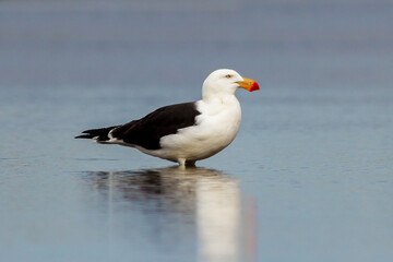 Pacific Gull - Larus pacificus - standing in calm water - side profile