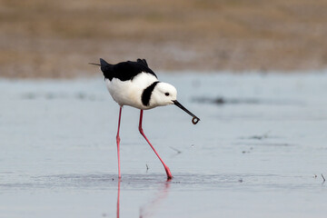 Pied Stilt - Himantopus leucocephalus - wading in shallow water