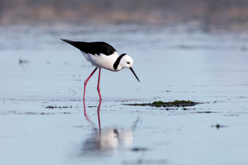 Pied Stilt - Himantopus leucocephalus - shorebird in habitat