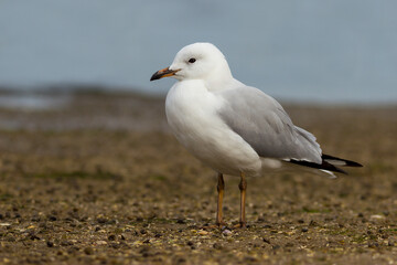 Silver Gull - Chroicocephalus novaehollandiae -  Australian Seagull