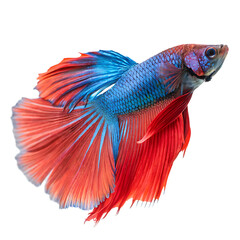 A betta fish isolated on a transparent background