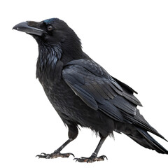 A crow isolated on a transparent background