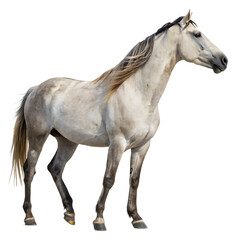 Obraz premium A horse isolated on a transparent background