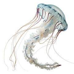 A jellyfish isolated on a transparent background