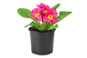 pink primrose in black pot isolated on white background.