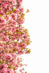 Blooming cherry blossom branch with lush pink flowers and young green leaves on a bright white background.