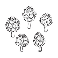 Detailed Line Art Sketch of an Artichoke Flower