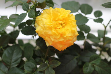 yellow rose on a branch large,