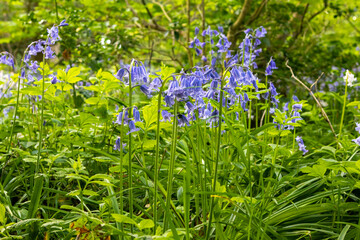 Wild Bluebell flowers in lush green forest floor