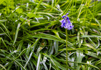 Isolated wild Bluebell flowers in lush green forest floor