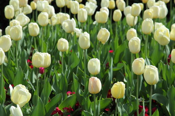 Tulip fields