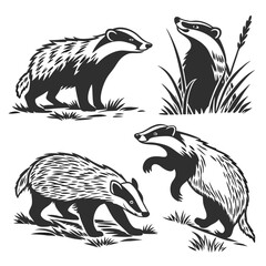 Badger Set Black and White Style Badgers in Different Poses on Grass