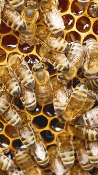 A bee colony crawls on a frame with honeycombs. In the honeycombs glitters golden fresh honey. Production of natural organic bee honey in the apiary. Honey harvest