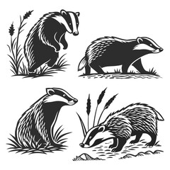 Black & White Badger Silhouettes Walking, Standing, and Foraging in Grass, Wildlife