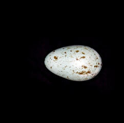 A Eurasian crow (Corvus corone) egg. A series of frames demonstrates the variability of egg color...