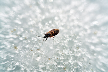 Obraz premium Red bug on the solar salt, an insect salinified for eternity
