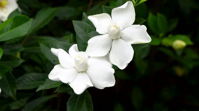 Togor Phool or Crape Jasmine or Chandni fower 5
