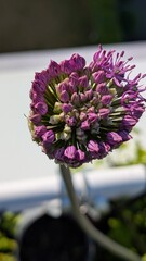 Allium