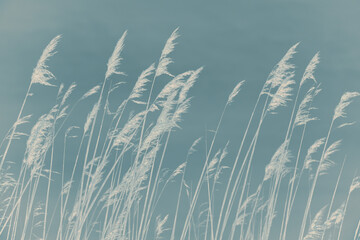 Reed in the wind. Wetland grass in front of subtle muted blue background. Unique artistic...