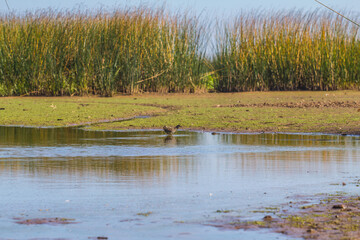 River delta. Mudbank (silt and clay) and Siberian ruddy crake (Porzana paykullii) feeding