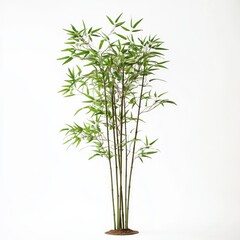 Fototapeta premium Lush Green Bamboo Plant Against White Background