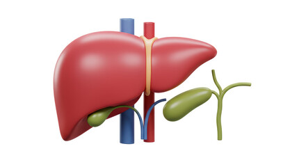 Isolated Liver and Gallbladder Anatomy Illustration