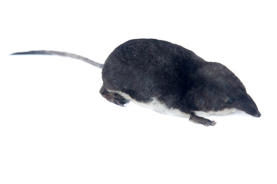 Eurasian water shrew (Neomys fodiens) greedy predator that eats more of its own weight, has teeth with saliva venenosa that paralyze even small size mammals, frog and preserves it for weeks