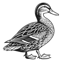 Duck Black and White Standing Mallard Duck with Detailed Feathering Style