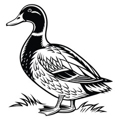Detailed Black & White Mallard Duck Standing on Grass Simple Design