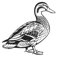 Black Silhouette Duck Detailed Feather, Wildlife Bird, Isolated on White