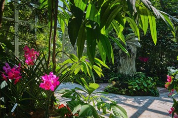 Obraz premium Singapore - August 13, 2024: Orchid flower species in National Orchid Garden Singapore