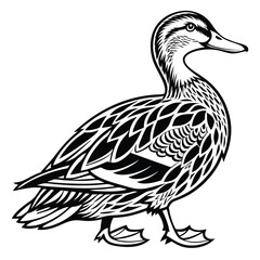 Duck Illustration, Black Outline Walking Right, Intricate Feathers, White Background