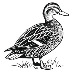 Duck Standing Tall Bold Black and White Line Art on White Background, Detailed Feathers