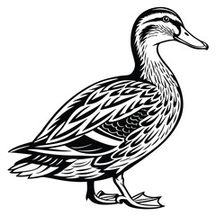 Monochrome of Mallard Duck Standing, Black & White Bird Art on White