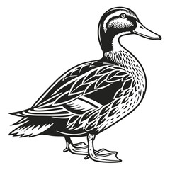 Duck Black and White, Detailed Plumage, Side View, Standing Pose, Wildlife