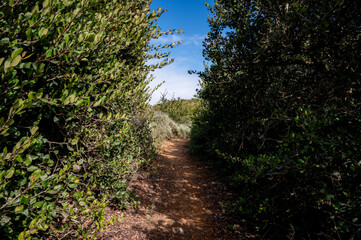 Dirt trails and tall greenery during Springtime 