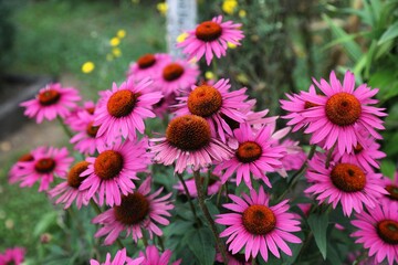 Echinacea medicinal plant