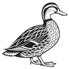 Isolated Mallard Duck Illustration, Standing Waterfowl Bird Black and White Art