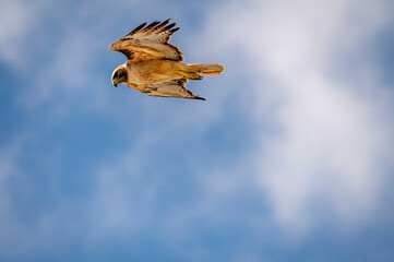 Red tailed hawk looks down from the sky in search of prey 