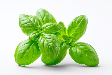 Fototapeta premium Fresh Basil Sprig - Vibrant green basil sprig isolated on white background, perfect for culinary or herbal themes