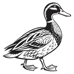 Striking Black and White Duck Illustration, Isolated Duck Walking, Detailed Feather Design