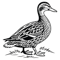 Detailed Monochrome Duck Standing on Grass in a Striking Black and White Art
